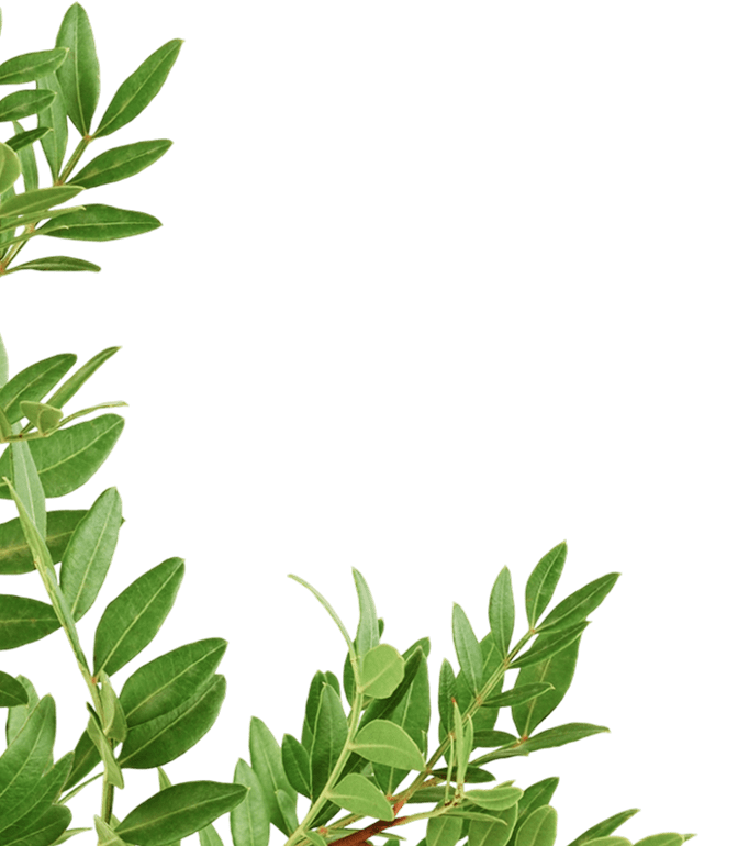 Green leafy branches with small, narrow leaves against a plain green background.