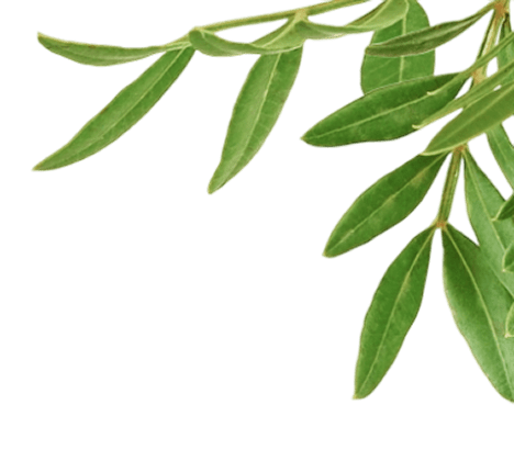 Green willow leaves with slender stems on a transparent background.