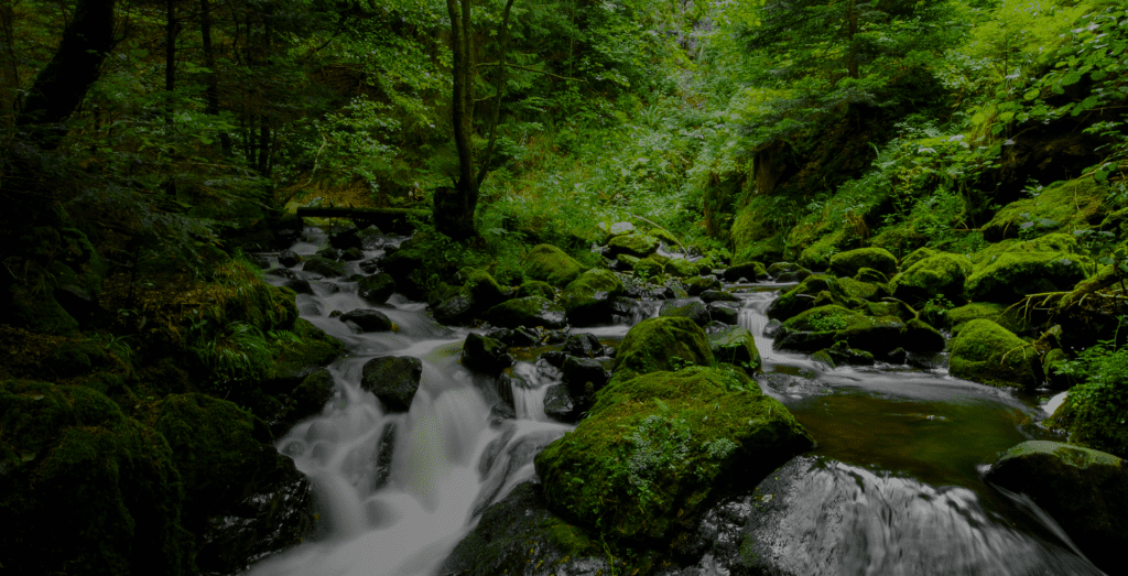 A serene forest scene with a small, moss-covered waterfall flowing over rocks surrounded by dense green foliage.